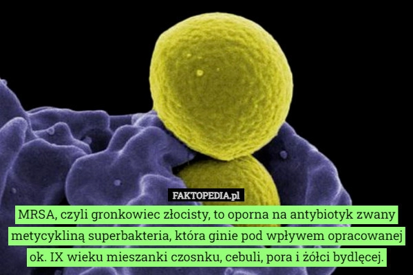 
    MRSA, czyli gronkowiec złocisty, to oporna na antybiotyk zwany metycykliną