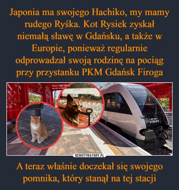 
    Japonia ma swojego Hachiko, my mamy rudego Ryśka. Kot Rysiek zyskał niemałą sławę w Gdańsku, a także w Europie, ponieważ regularnie odprowadzał swoją rodzinę na pociąg przy przystanku PKM Gdańsk Firoga A teraz właśnie doczekał się swojego pomnika, który stanął na tej stacji