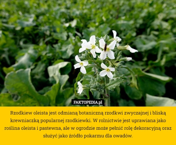 
    Rzodkiew oleista jest odmianą botaniczną rzodkwi zwyczajnej i bliską krewniaczką