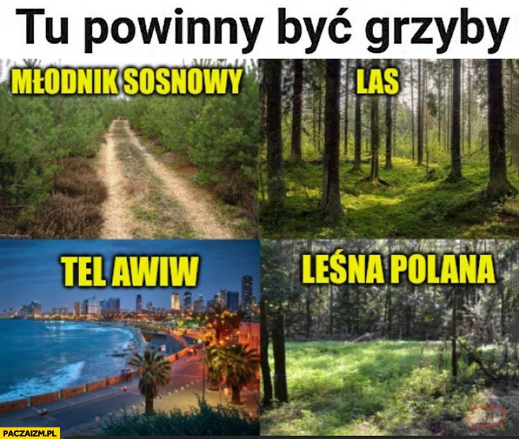 
    Tu powinny być grzyby: las, polana, Tel Awiw
