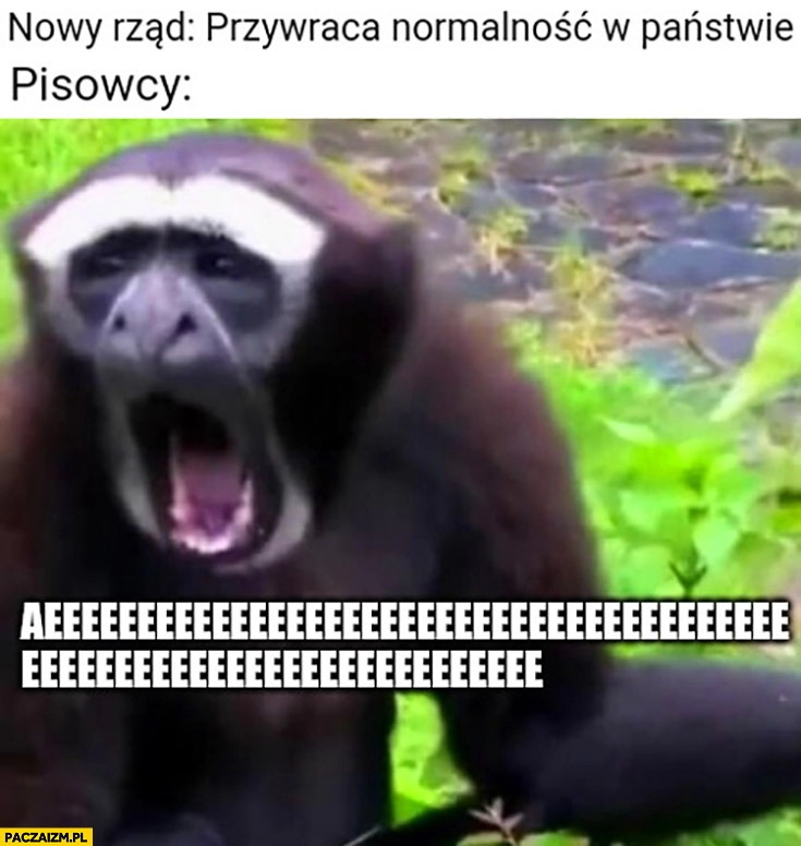 
    Nowy rząd przywraca normalność w państwie, pisowcy małpa aeee