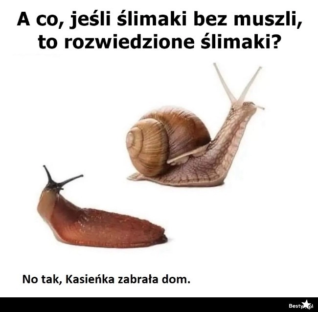 
    Ślimaki bez muszli 