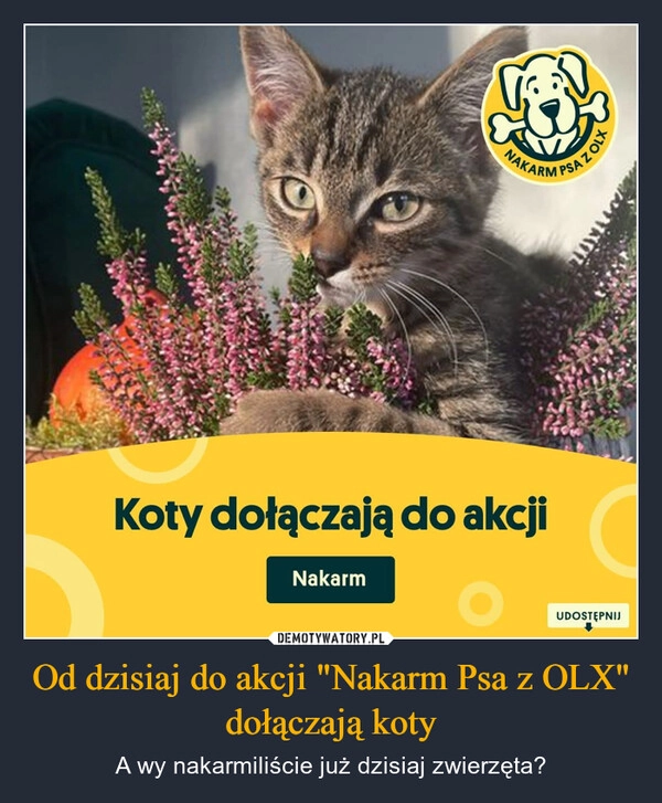 
    Od dzisiaj do akcji "Nakarm Psa z OLX" dołączają koty