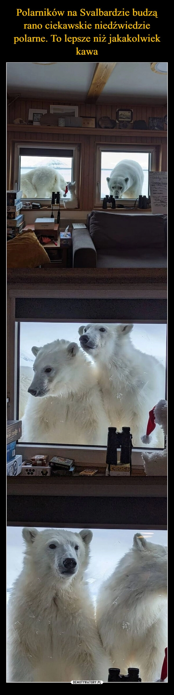 
    Polarników na Svalbardzie budzą rano ciekawskie niedźwiedzie polarne. To lepsze niż jakakolwiek kawa