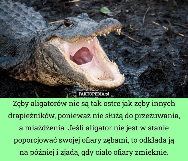 
    Zęby aligatorów nie są tak ostre jak zęby innych drapieżników, ponieważ