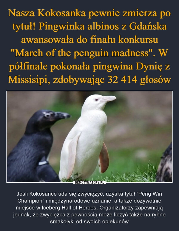 
    Nasza Kokosanka pewnie zmierza po tytuł! Pingwinka albinos z Gdańska awansowała do finału konkursu "March of the penguin madness". W półfinale pokonała pingwina Dynię z Missisipi, zdobywając 32 414 głosów