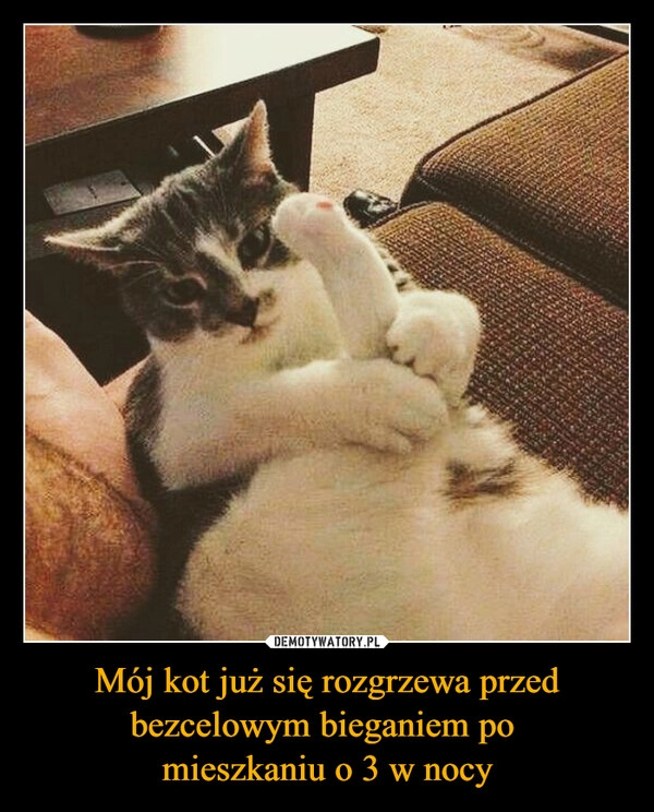 
    Mój kot już się rozgrzewa przed bezcelowym bieganiem po 
mieszkaniu o 3 w nocy