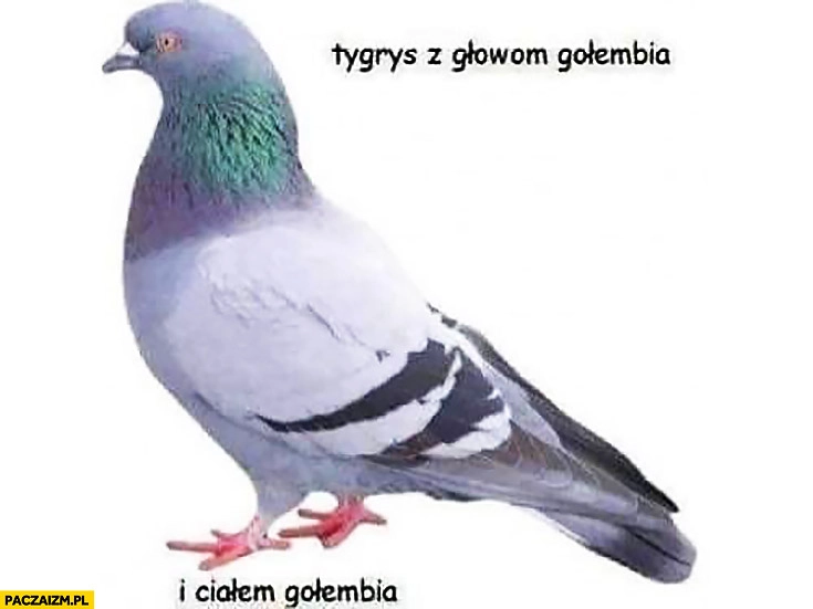 
    Tygrys z głową gołębia i ciałem gołębia gołąb