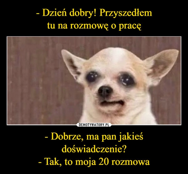 
    - Dzień dobry! Przyszedłem
tu na rozmowę o pracę - Dobrze, ma pan jakieś
doświadczenie?
- Tak, to moja 20 rozmowa