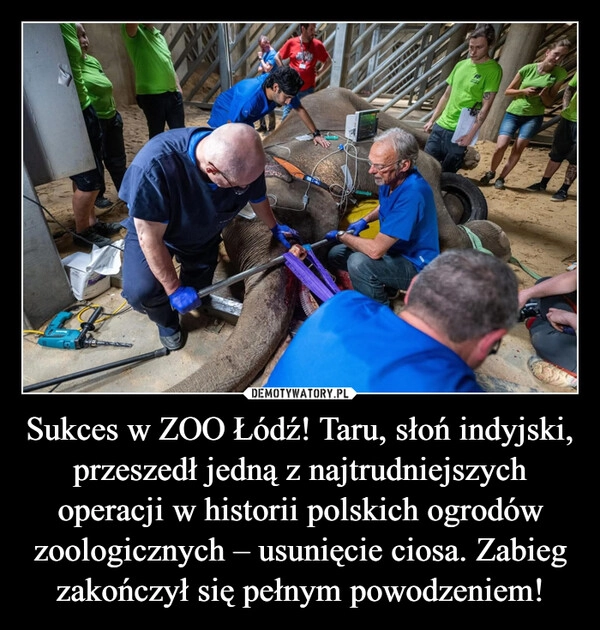 
    Sukces w ZOO Łódź! Taru, słoń indyjski, przeszedł jedną z najtrudniejszych operacji w historii polskich ogrodów zoologicznych – usunięcie ciosa. Zabieg zakończył się pełnym powodzeniem!