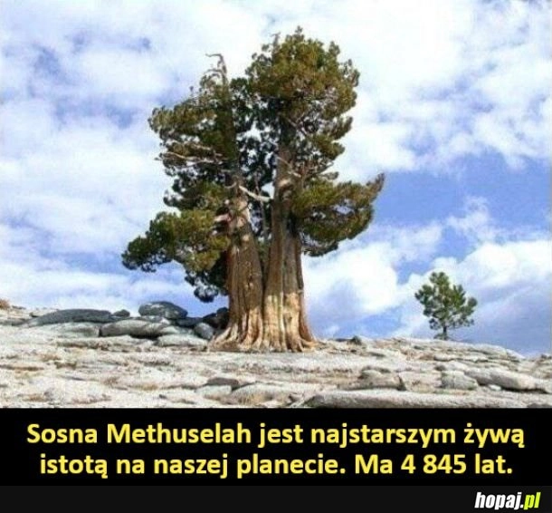 
    Najstarsza żywa istota na Ziemi