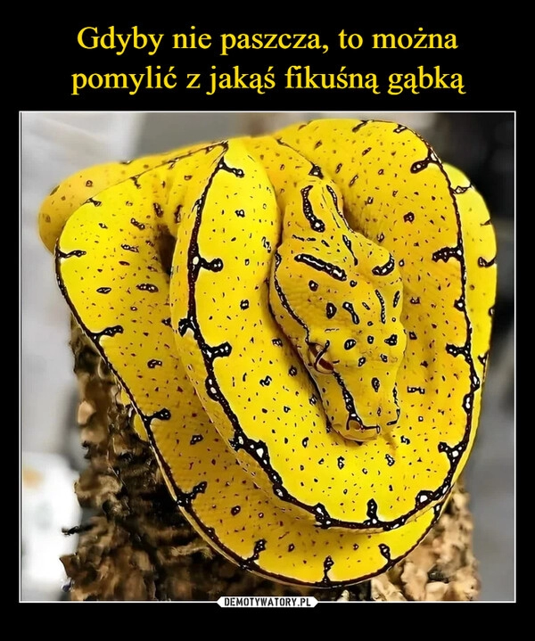 
    Gdyby nie paszcza, to można pomylić z jakąś fikuśną gąbką 