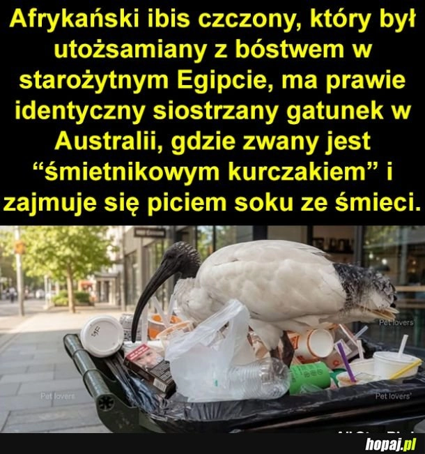 
    Niesprawiedliwość