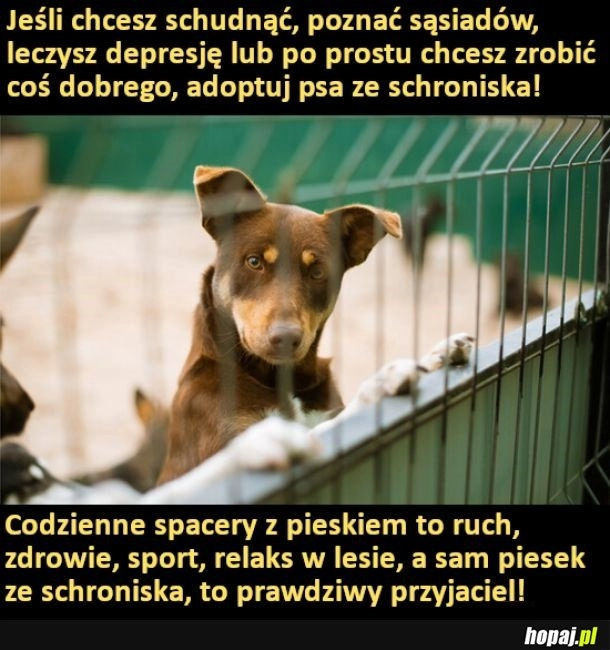 
    Adoptuj pieska