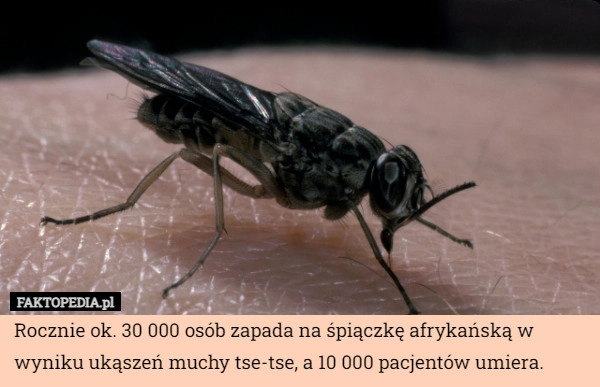 
    Rocznie ok. 30 000 osób zapada na śpiączkę afrykańską w wyniku ukąszeń muchy