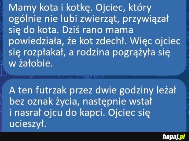 
    Kotek troll