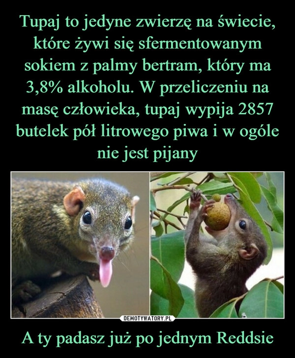 
    Tupaj to jedyne zwierzę na świecie, które żywi się sfermentowanym sokiem z palmy bertram, który ma 3,8% alkoholu. W przeliczeniu na masę człowieka, tupaj wypija 2857 butelek pół litrowego piwa i w ogóle nie jest pijany A ty padasz już po jednym Reddsie