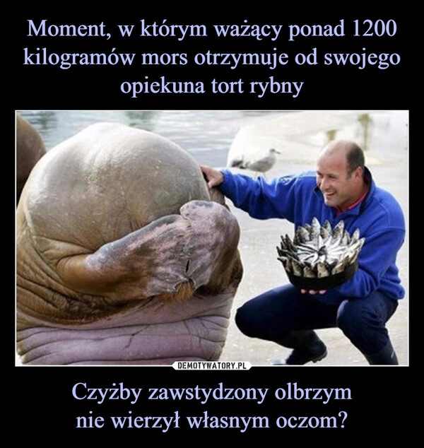 
    Moment, w którym ważący ponad 1200 kilogramów mors otrzymuje od swojego opiekuna tort rybny Czyżby zawstydzony olbrzym
nie wierzył własnym oczom?