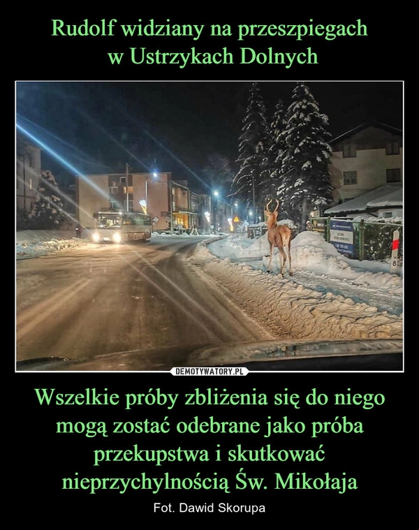 
    Rudolf widziany na przeszpiegach
 w Ustrzykach Dolnych Wszelkie próby zbliżenia się do niego mogą zostać odebrane jako próba przekupstwa i skutkować nieprzychylnością Św. Mikołaja