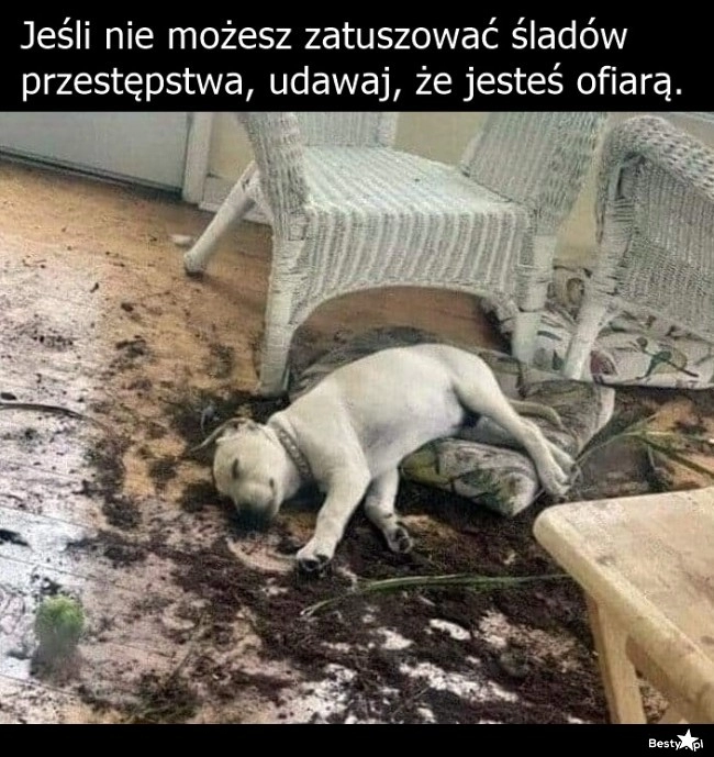 
    Ślady przestępstwa 