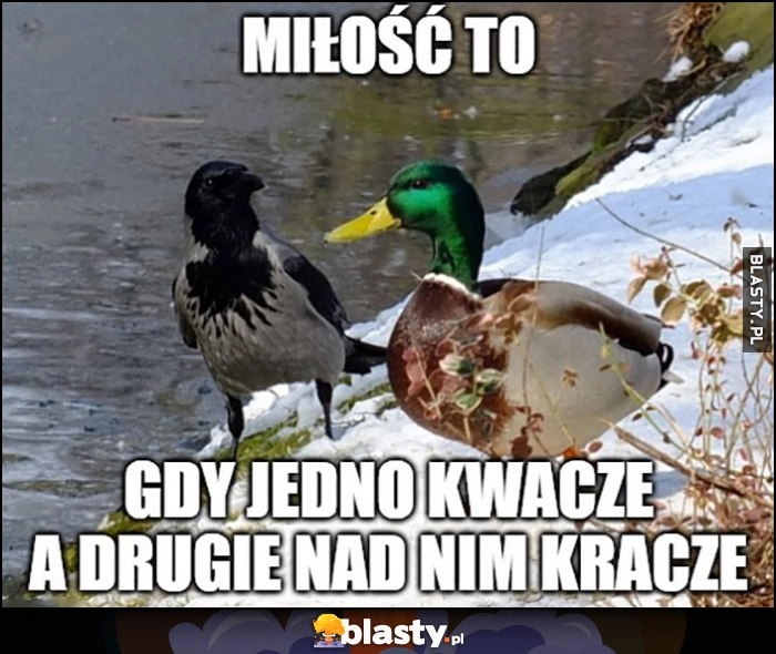 
    Miłość to gdy jedno kwacze a drugie nad nim kracze kaczka wrona kruk