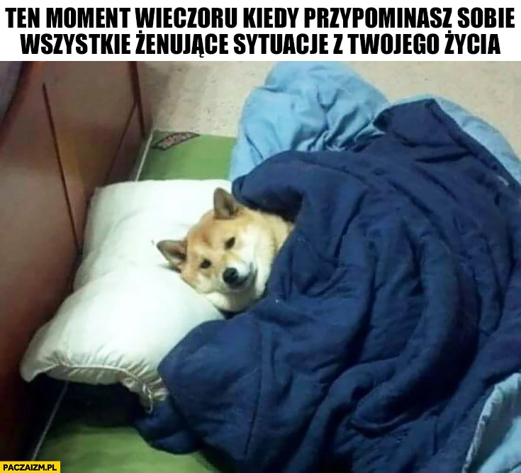 Ten moment wieczoru kiedy przypominasz sobie wszystkie żenujące sytuacje z Twojego życia pieseł doge