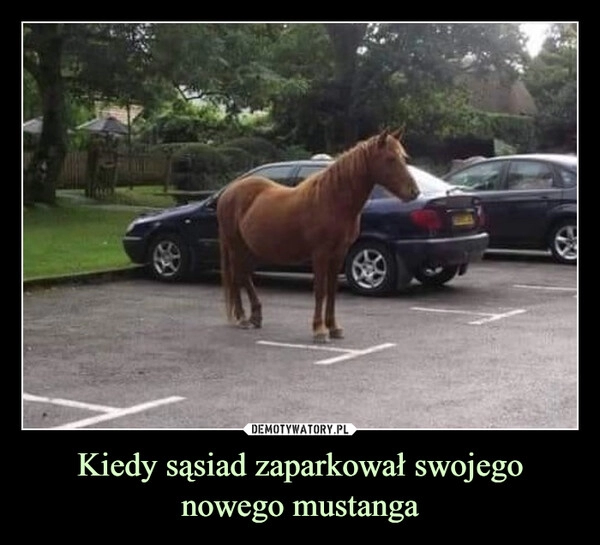 
    Kiedy sąsiad zaparkował swojego nowego mustanga