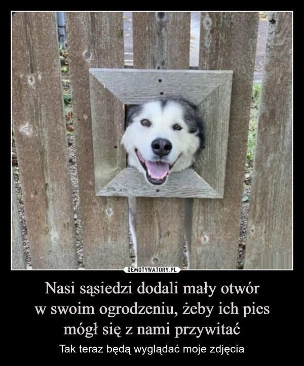 
    Nasi sąsiedzi dodali mały otwór
w swoim ogrodzeniu, żeby ich pies
mógł się z nami przywitać