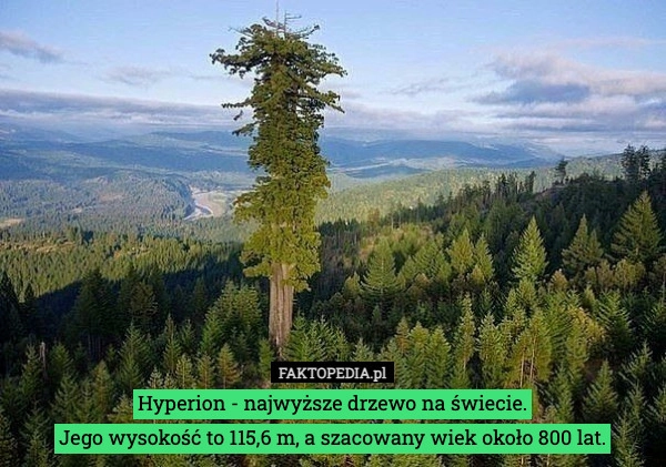 
    Hyperion - najwyższe drzewo na świecie.
Jego wysokość to 115,6 m, a szacowany