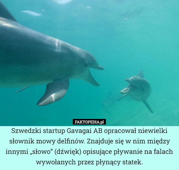 
    Szwedzki startup Gavagai AB opracował niewielki słownik mowy delfinów. Znajduje