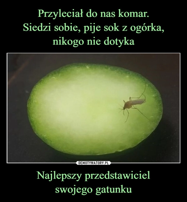 
    Przyleciał do nas komar.
Siedzi sobie, pije sok z ogórka, nikogo nie dotyka Najlepszy przedstawiciel
swojego gatunku