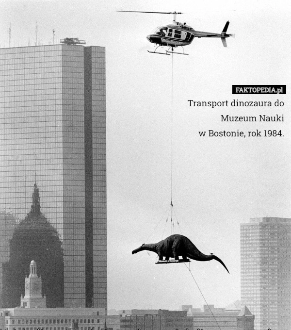 
    Transport dinozaura do
Muzeum Nauki
w Bostonie, rok 1984.