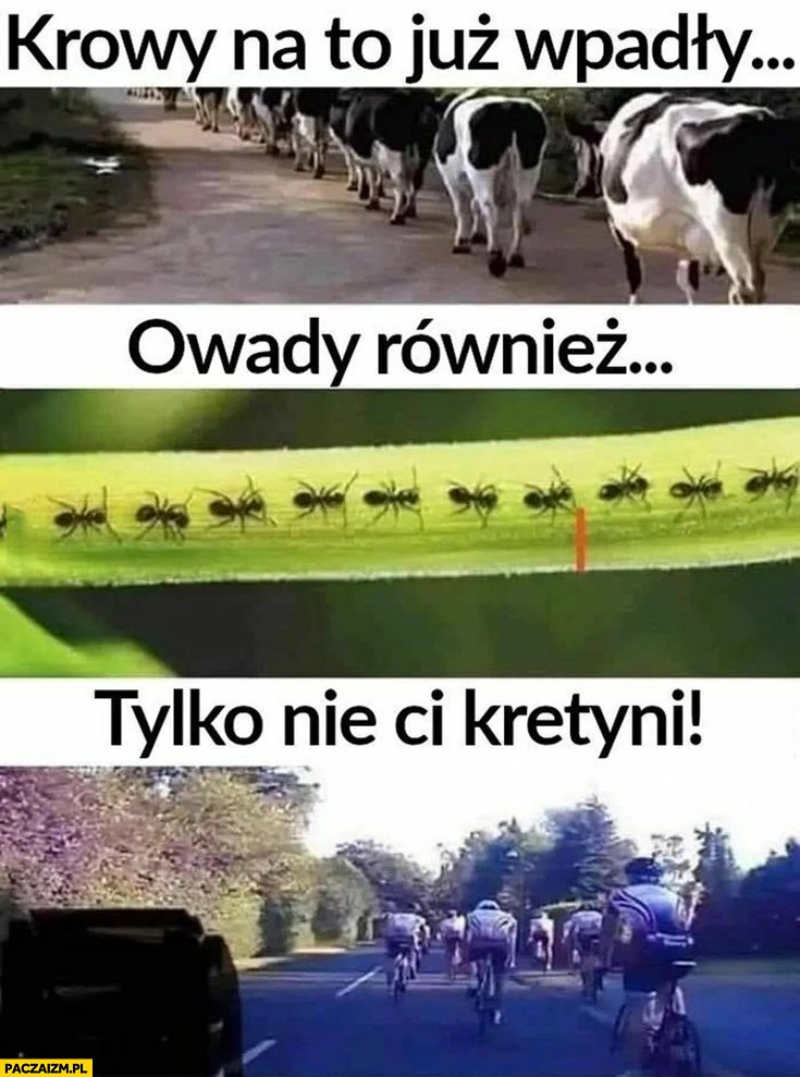 
    Gęsiego krowy na to już wpadły mrówki również tylko nie ci kretyni rowerzyści