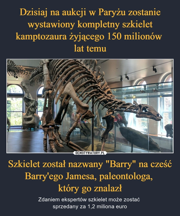 
    Dzisiaj na aukcji w Paryżu zostanie wystawiony kompletny szkielet kamptozaura żyjącego 150 milionów 
lat temu Szkielet został nazwany "Barry" na cześć Barry'ego Jamesa, paleontologa, 
który go znalazł