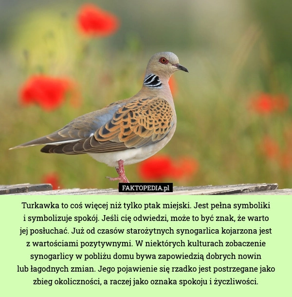 
    Turkawka to coś więcej niż tylko ptak miejski. Jest pełna symboliki i symbolizuje