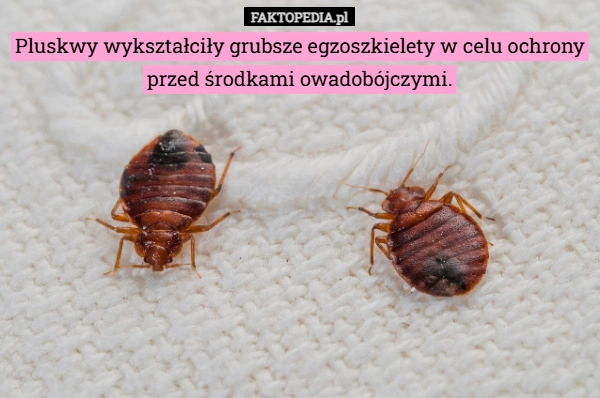 
    Pluskwy wykształciły grubsze egzoszkielety w celu ochrony przed środkami