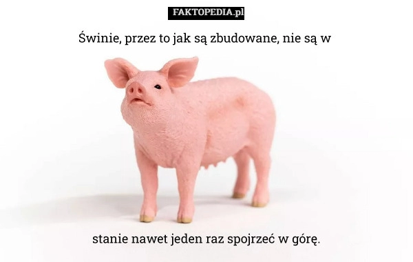 
    Świnie, przez to jak są zbudowane, nie są w 