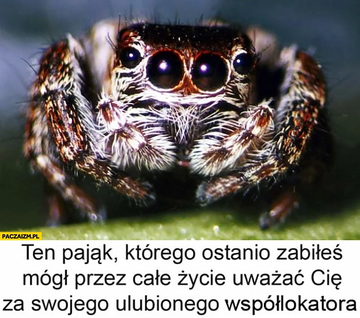 
    Ten pająk którego ostatnio zabiłeś mógł przez całe życie uważać Cię za swojego ulubionego współlokatora