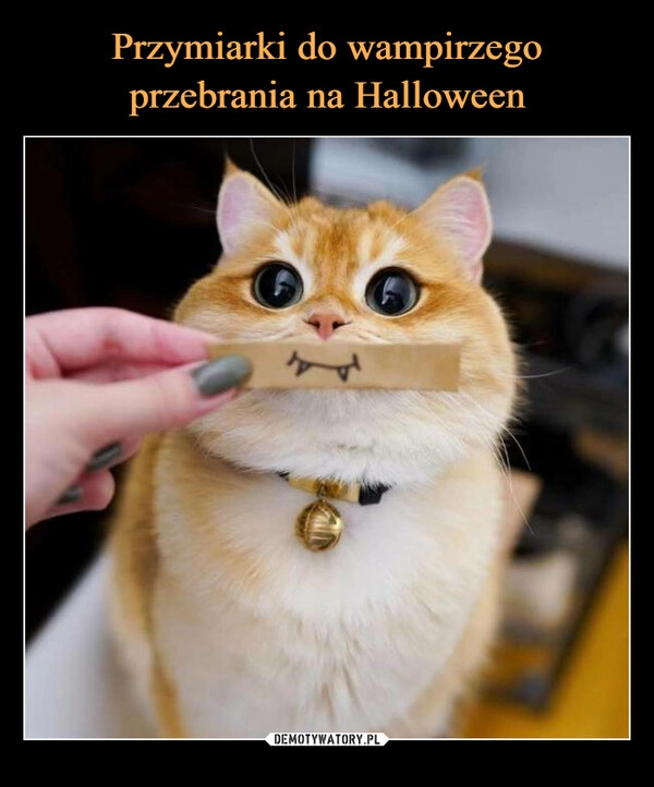 
    
Przymiarki do wampirzego przebrania na Halloween 