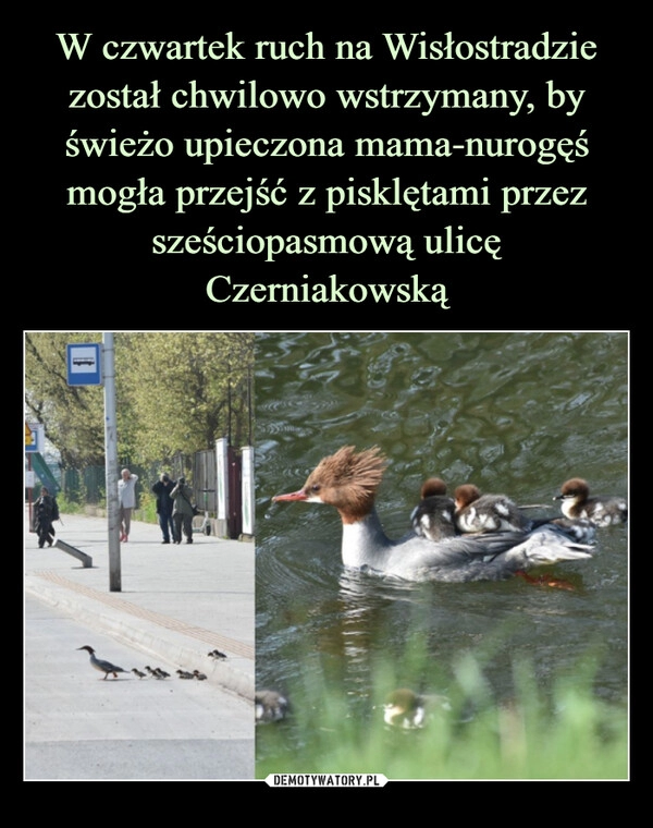 
    W czwartek ruch na Wisłostradzie został chwilowo wstrzymany, by świeżo upieczona mama-nurogęś mogła przejść z pisklętami przez sześciopasmową ulicę Czerniakowską