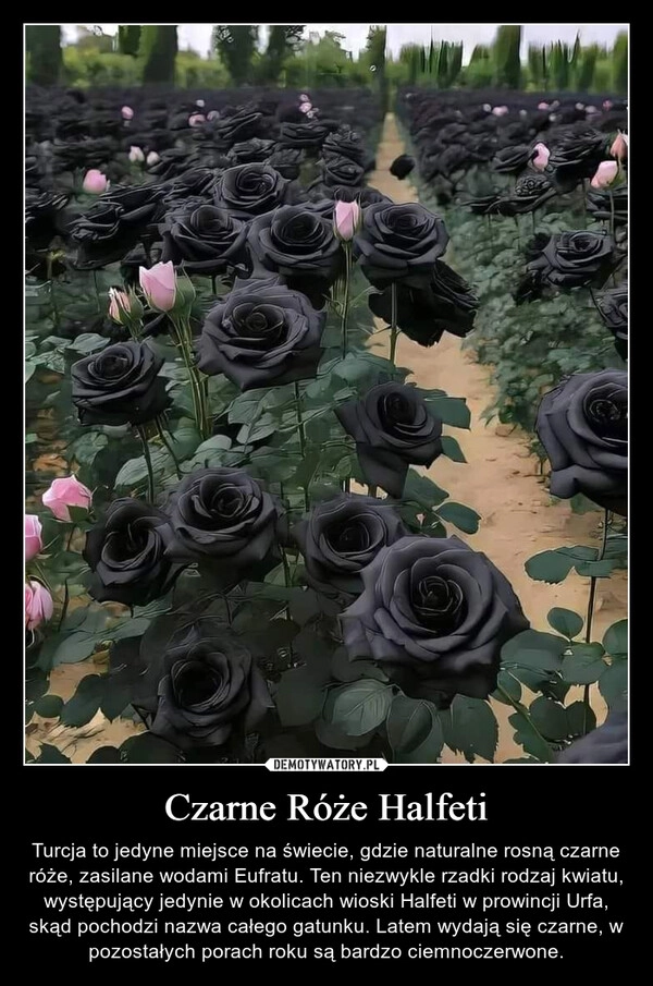 
    Czarne Róże Halfeti