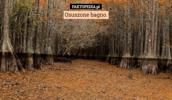 
    Osuszone bagno.