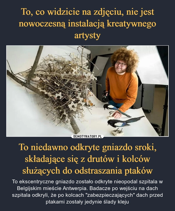 
    To, co widzicie na zdjęciu, nie jest nowoczesną instalacją kreatywnego artysty To niedawno odkryte gniazdo sroki, składające się z drutów i kolców służących do odstraszania ptaków