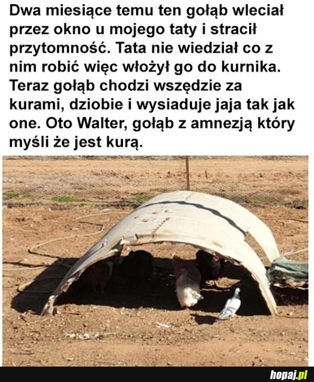 
    Chłop myśli, że jest kurą