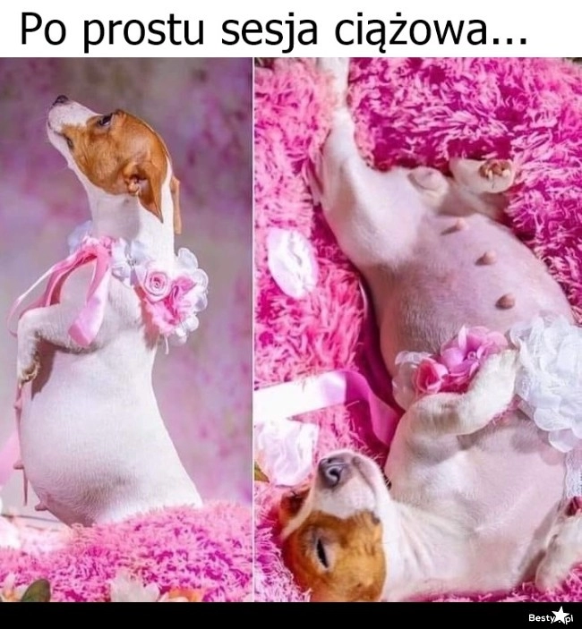 
    Sesja ciążowa 