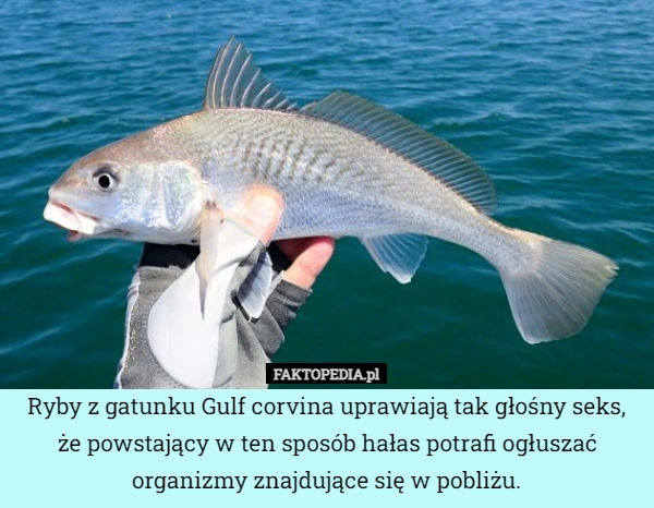 
    Ryby z gatunku Gulf corvina uprawiają tak głośny seks,
że powstający w ten