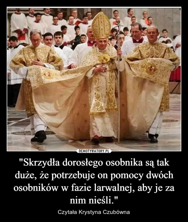 
    "Skrzydła dorosłego osobnika są tak duże, że potrzebuje on pomocy dwóch osobników w fazie larwalnej, aby je za nim nieśli."