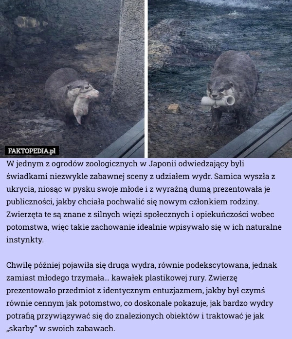 
    W jednym z ogrodów zoologicznych w Japonii odwiedzający byli świadkami niezwykle