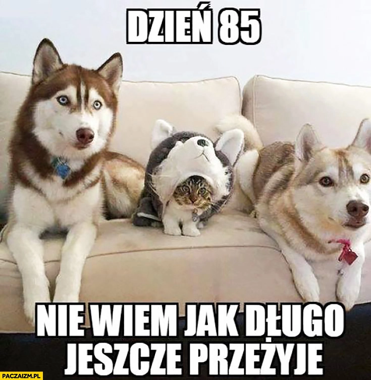 
    Kot przebrany za psa husky dzień 85 nie wiem jak długo jeszcze przeżyję