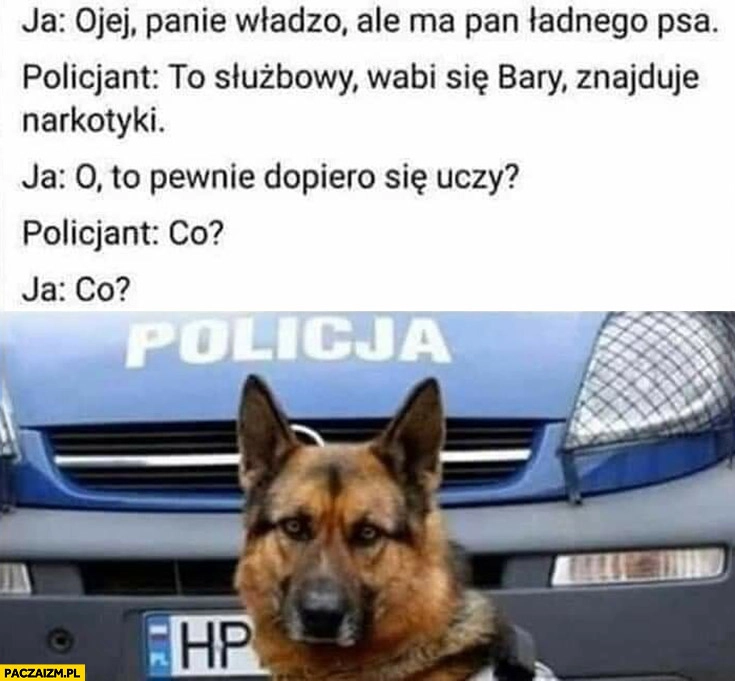 
    Panie władzo ma pan ładnego psa, to służbowy znajduje narkotyki, pewnie dopiero się uczy, co?